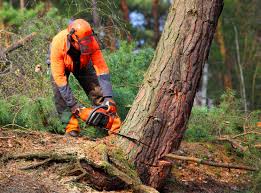 Dubois, PA  Tree Services Company